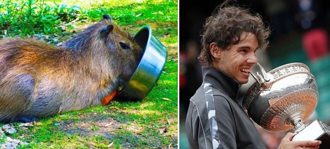 capybara-rafa4
