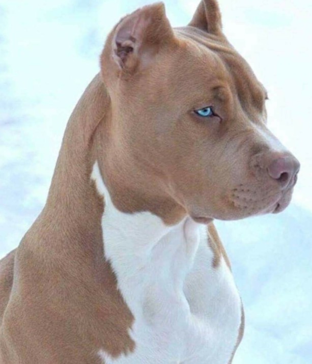 GitHub HillPerson/virtualpetshelter