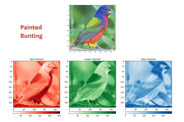 GitHub - Erdos-Team-DaVinci/bird-classifcation: Deploying bird ...