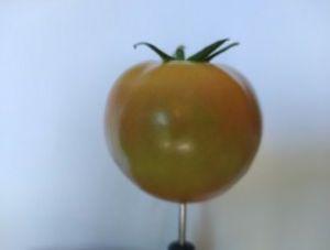GitHub - rafa99rafa/Dataset-Tomato-Fruit: I created this dataset for ...