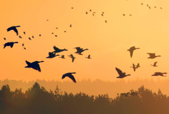 birds