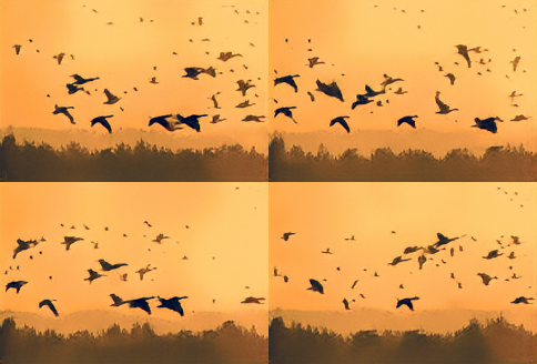 birds-random_sample