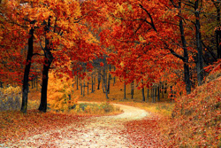 trees