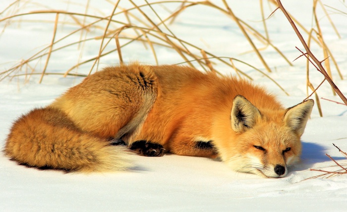 fox-in-snow
