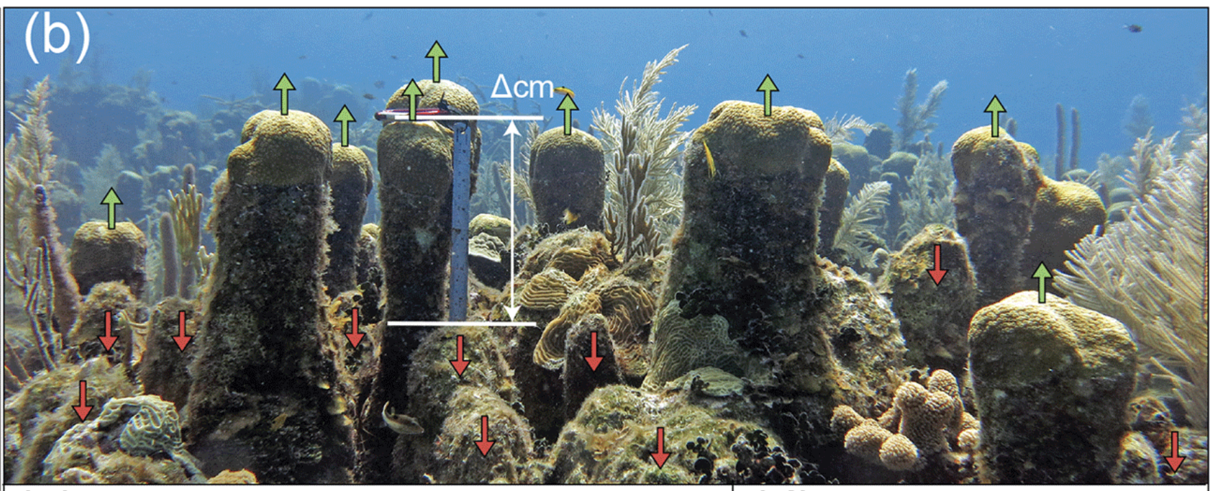 George Roff Corals GitHub - marine-ecologist/Caribbean-structural-complexity: Code and ...