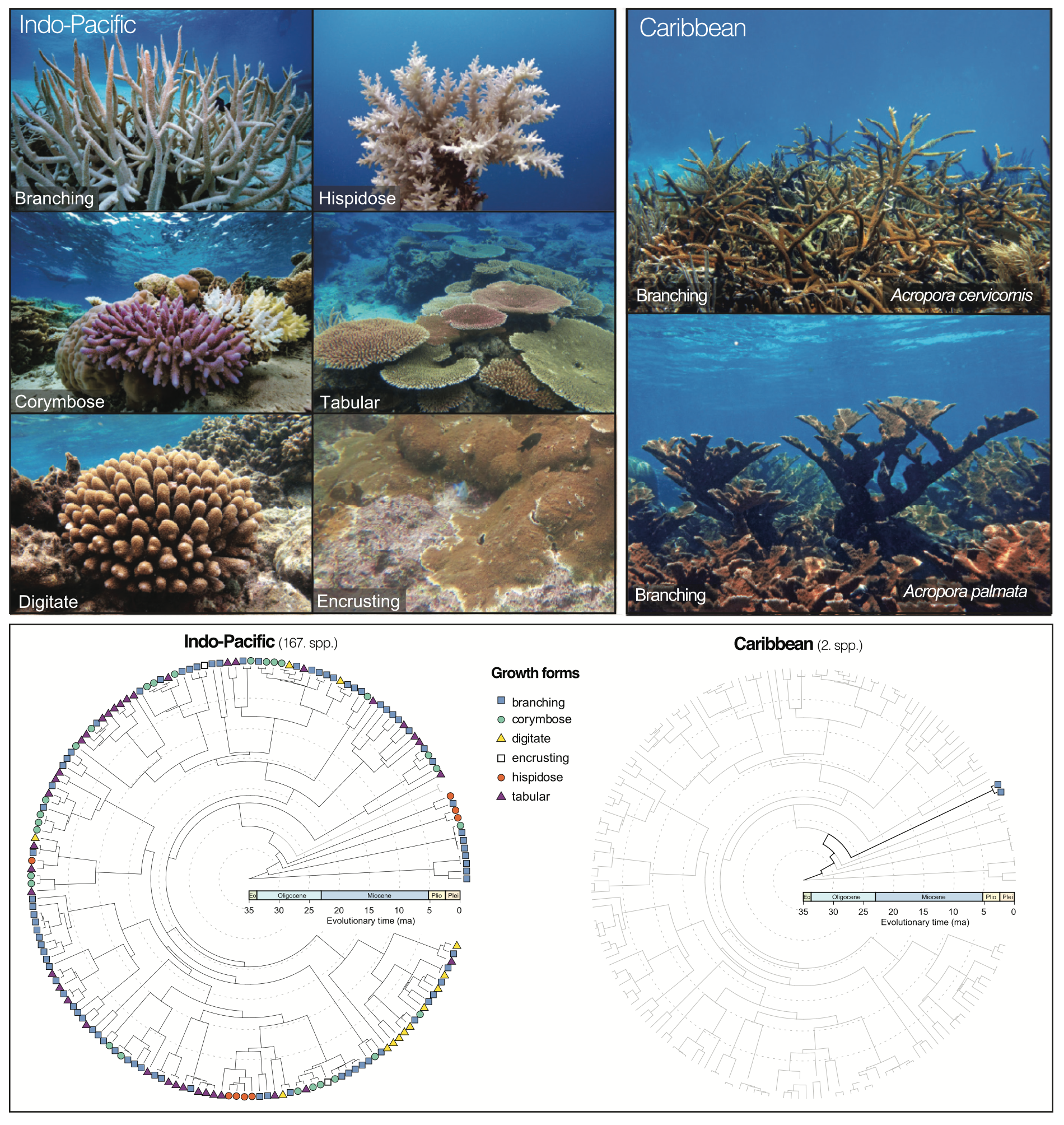 George Roff Corals GitHub - marine-ecologist/evolutionary-history-coral-reef-resilience ...