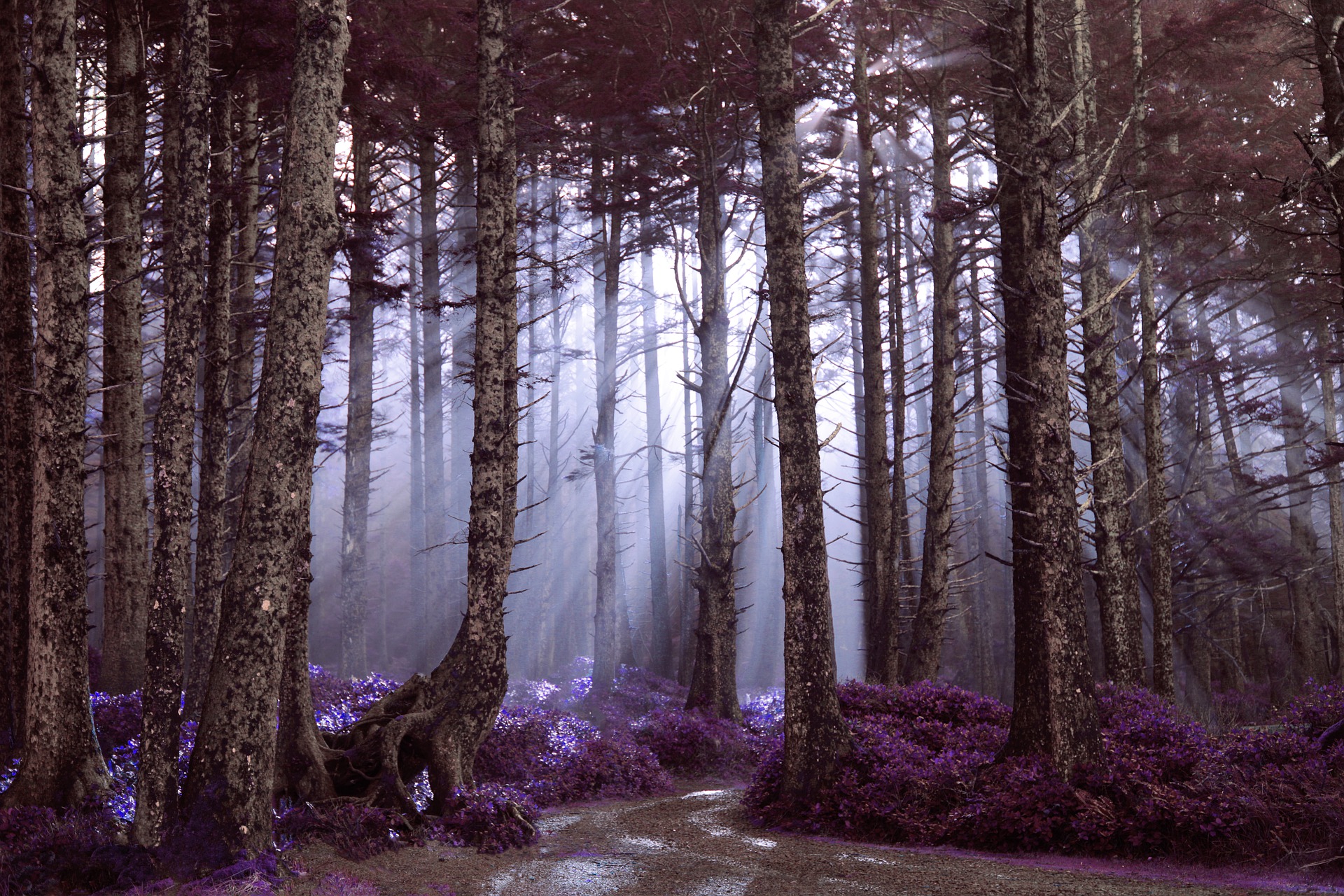 MaxPixel net-Trees-God-Rays-Nature-Landscape-Light-Forest-Rays-4395991