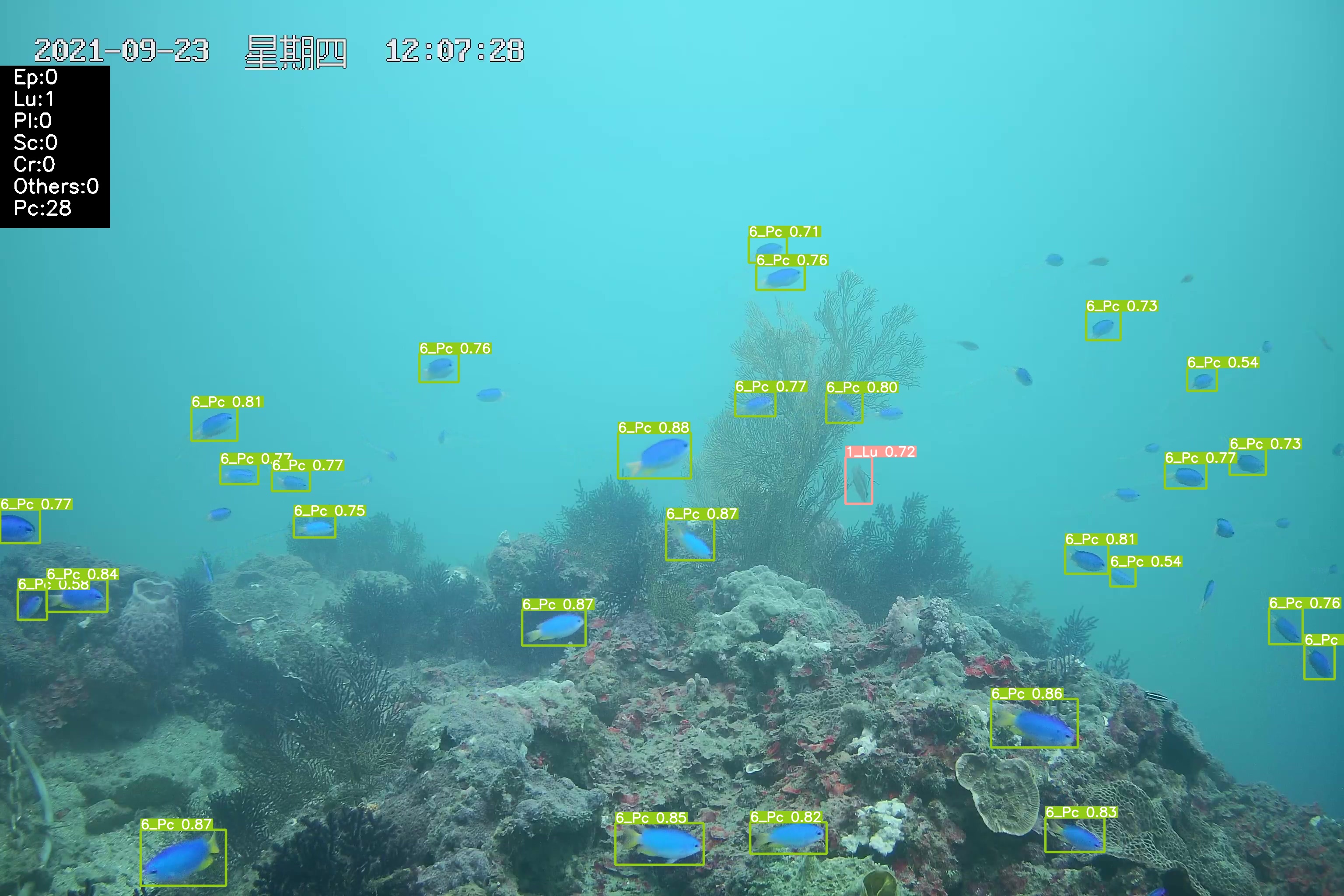 GitHub Alanlee0323/Coral_Reef_Restoration_Indicator_Fish_Species