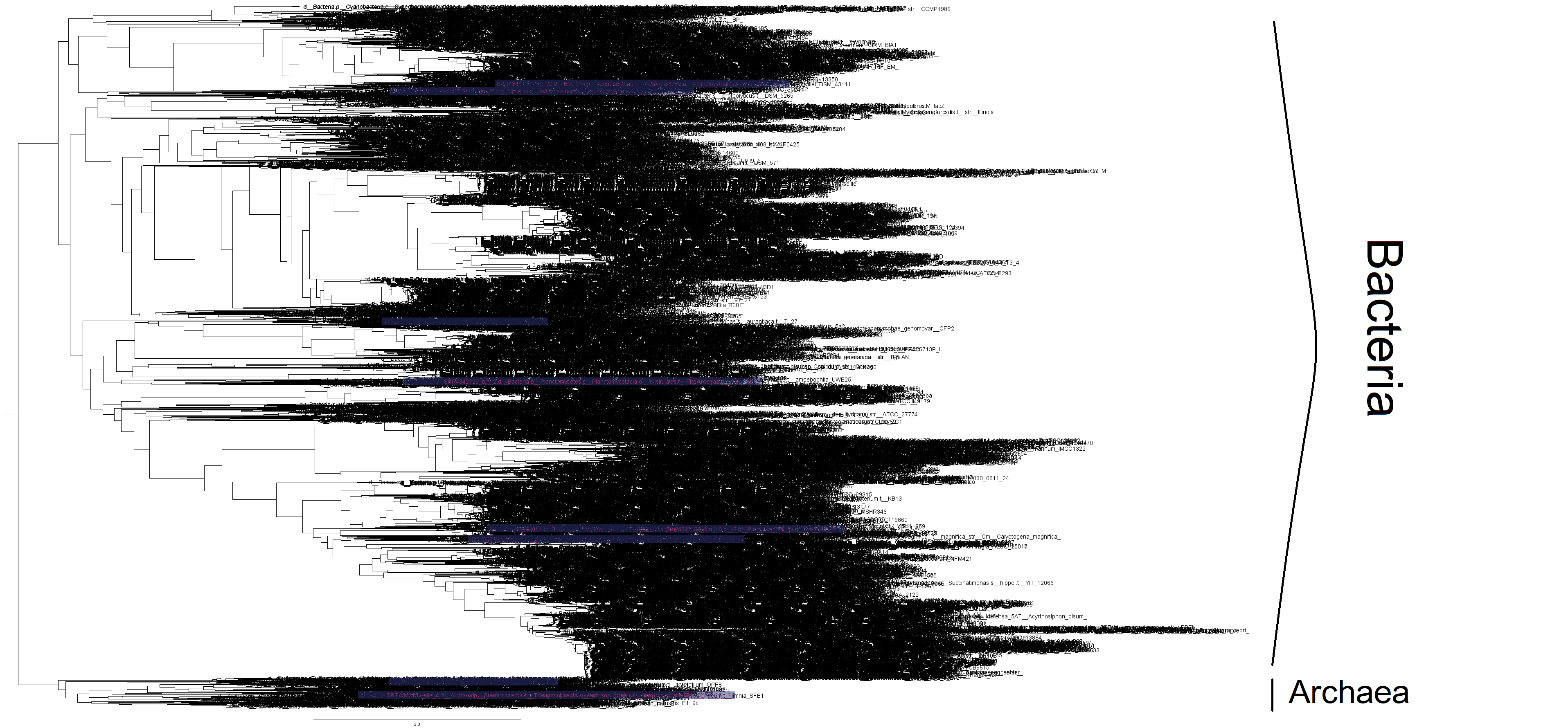 Phylogeny and Annotation - alexzord/plankton2022 GitHub Wiki